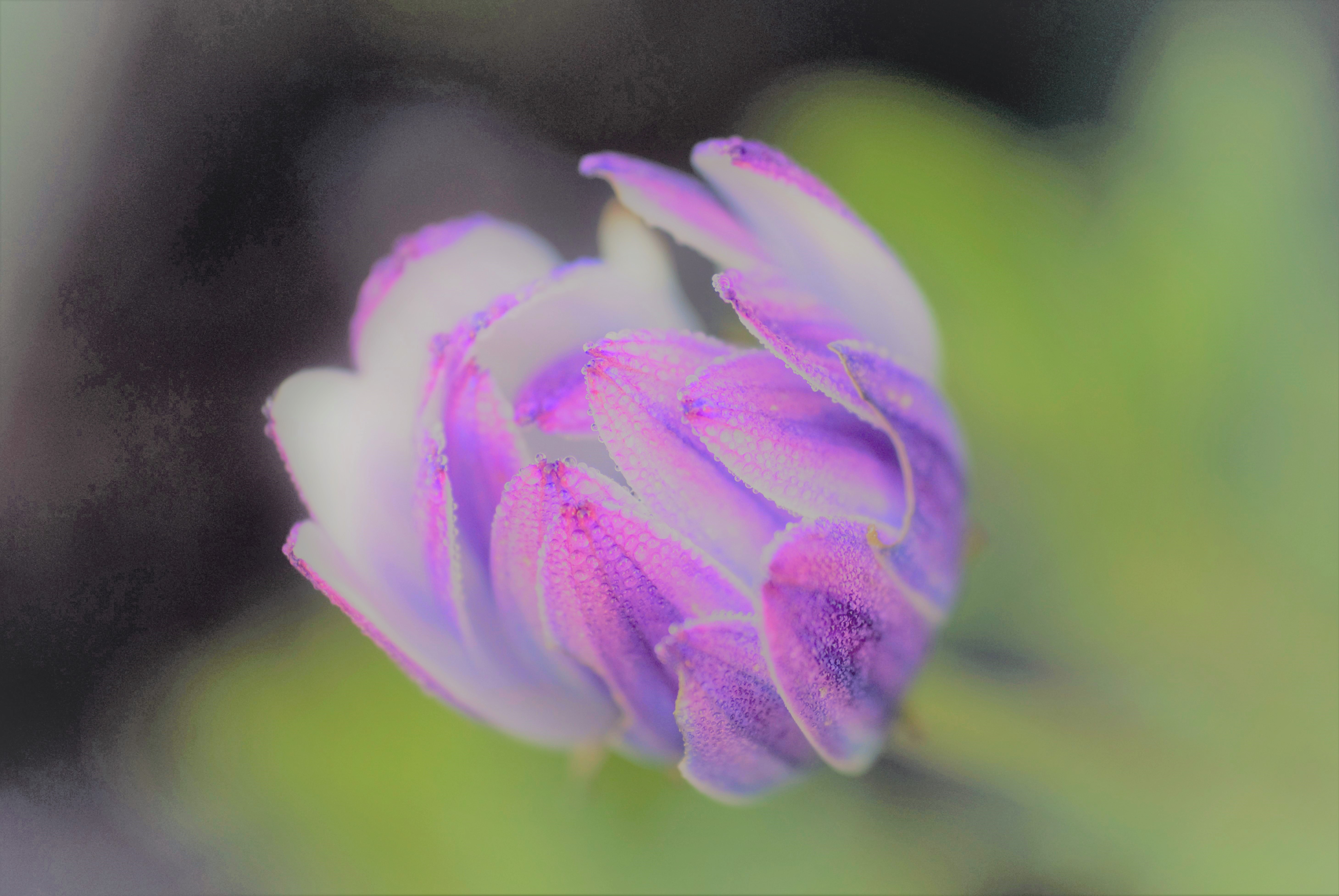 pexels-pixabay-63290 (2).jpg