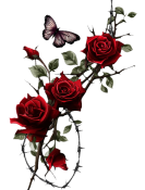 Screenshot_20260508_204752_com_xingin_xhs_NoteDetailActivity_edit_9061027481714389.png