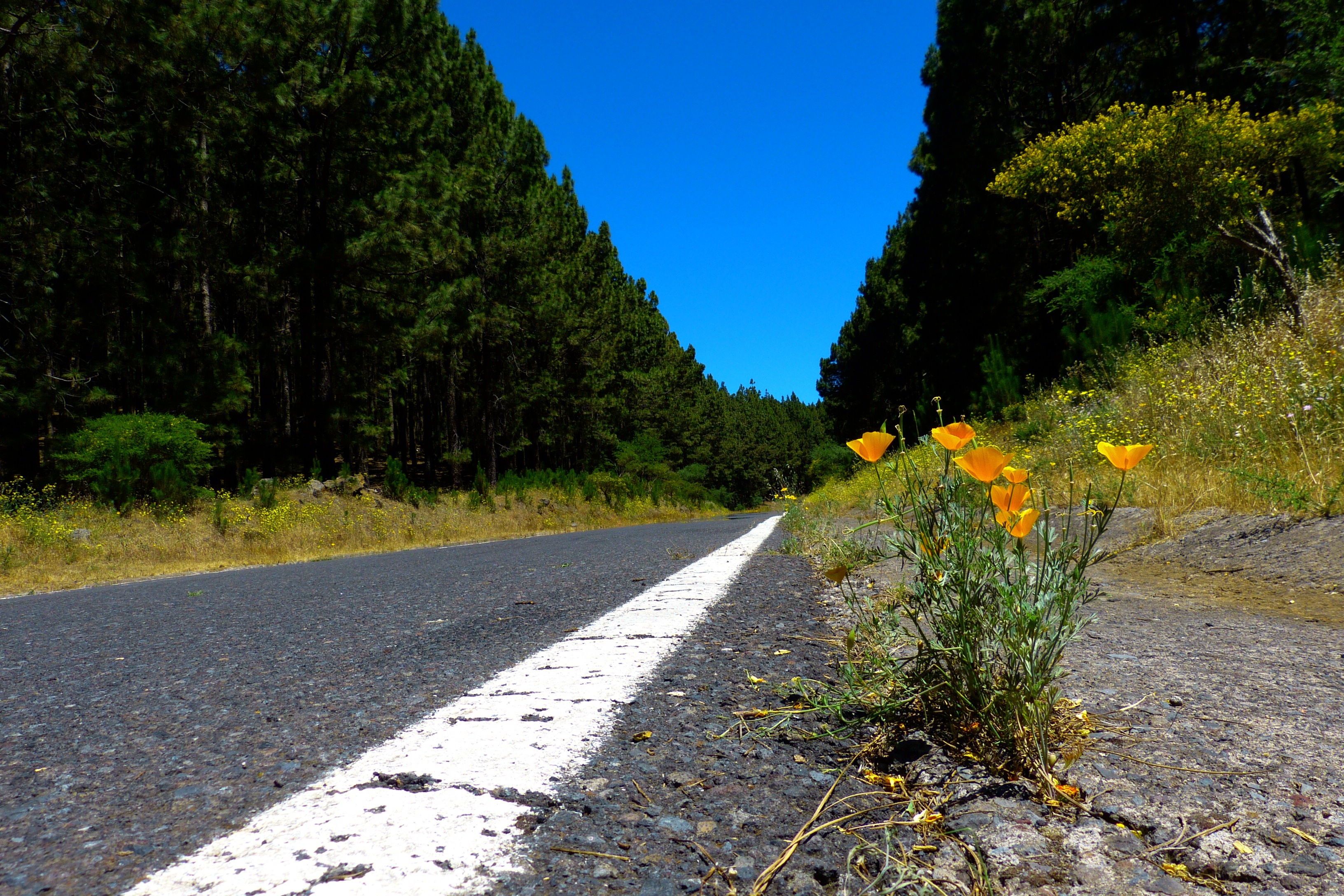 aktivierungscoach-road-2307709.jpg