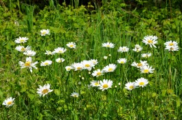 akirevarga-daisy-4198804.jpg