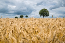kaipilger-wheat-2549245_1280.jpg