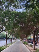库尔勒建国路林荫道，承载多年回忆_1_秋小雪库尔勒街巷记录_来自小红书网页版.jpg