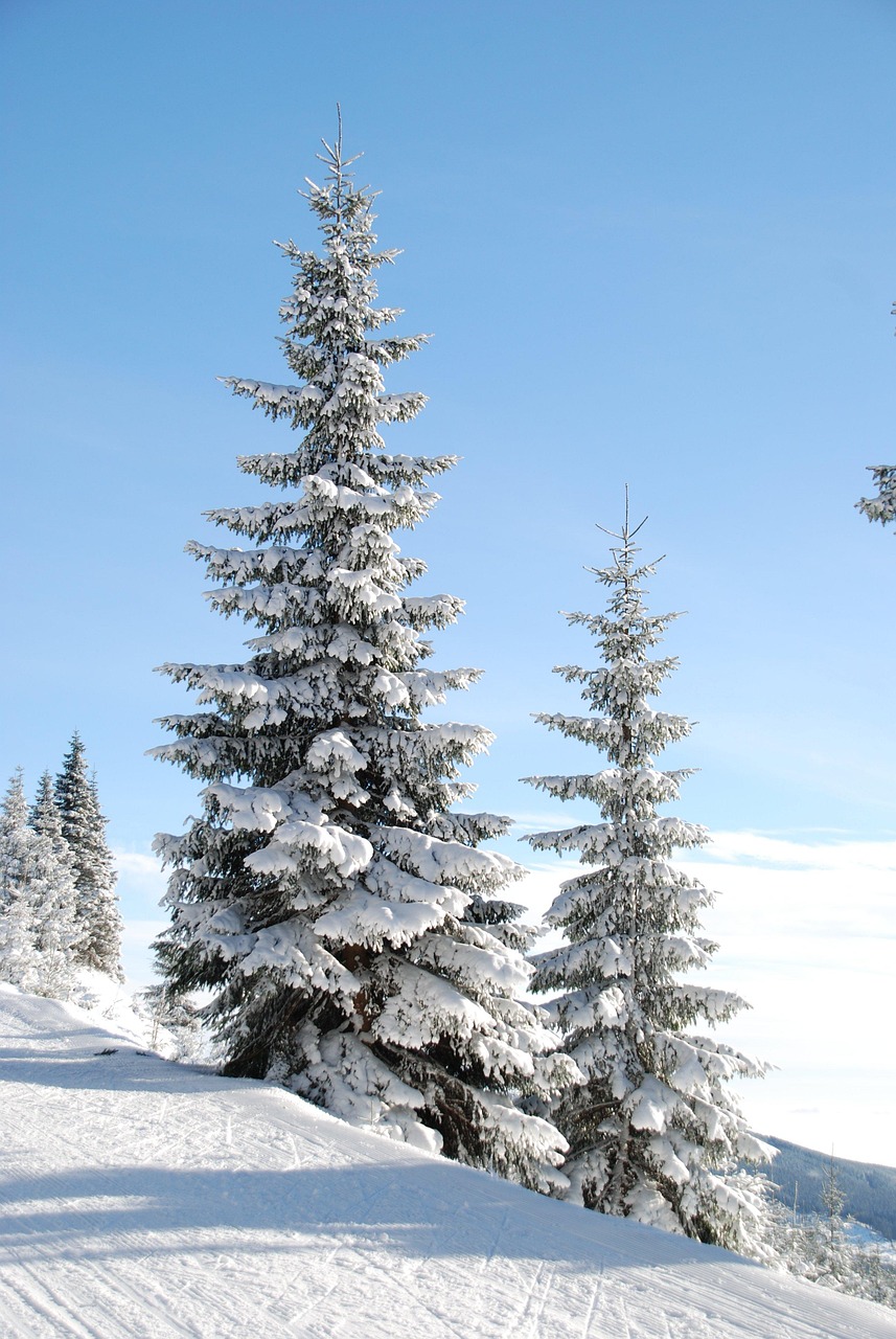 lina-winter-5701_1280.jpg
