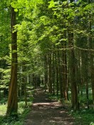 琉璃坝徒步 _ 闯入森林秘境，偶遇可爱野猪_1_拿铁和馥芮白_来自小红书网页版.jpg