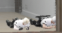 03d2e1c6f431900ede68d5a56dd68619.png