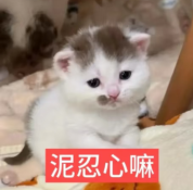 Screenshot_20261001_094729_com_xingin_xhs.png